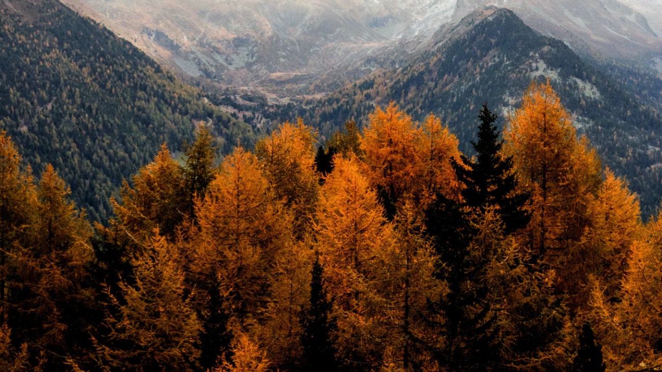 blog-article-2